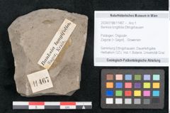 Foto (Objekt + Etikett) von Banksia longifolia Ettingshausen (NHMW-GEO-2024-0188-11467)